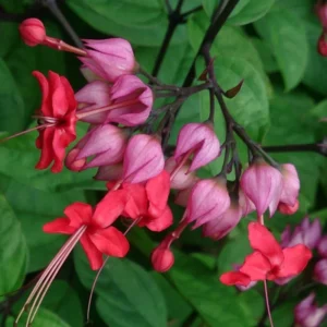Bleeding Heart Vine Live Plant 5-9'' - Red Purple Clerodendrum for Garden