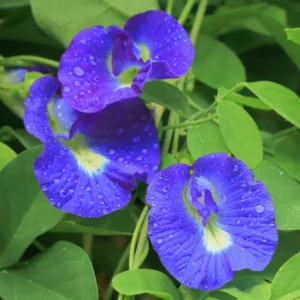 Blue Butterfly Pea Plant - 4 Inch Pot - Flowering Vine