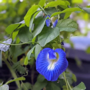 Blue Butterfly Pea Plant - 4 Inch Pot - Flowering Vine