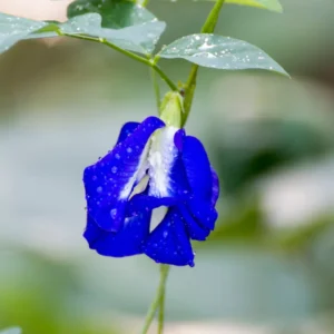 Blue Butterfly Pea Plant - 4 Inch Pot - Flowering Vine