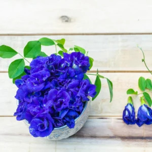 Blue Butterfly Pea Plant - 4 Inch Pot - Flowering Vine