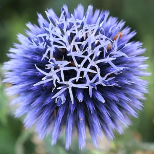 Blue Echinops Plant Live Plug, Blue Globe Thistle, 2-3 Inch