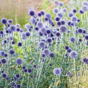 Blue Echinops Plant Live Plug, Blue Globe Thistle, 2-3 Inch