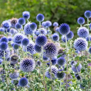 Blue Echinops Plant Live Plug, Blue Globe Thistle, 2-3 Inch