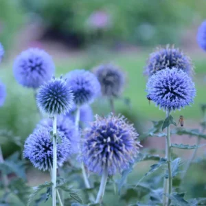 Blue Echinops Plant Live Plug, Blue Globe Thistle, 2-3 Inch