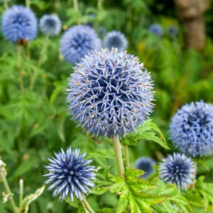 Blue Echinops Plant Live Plug, Blue Globe Thistle, 2-3 Inch