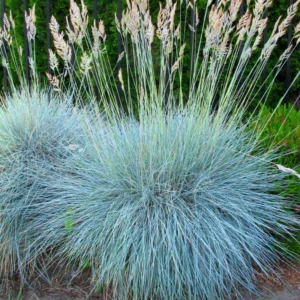 Blue Fescue Grass Plant - Set of 2 Ornamental Grasses 5-7 Inch Tall