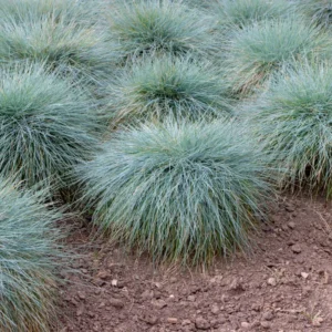 Blue Fescue Grass Plant - Set of 2 Ornamental Grasses 5-7 Inch Tall