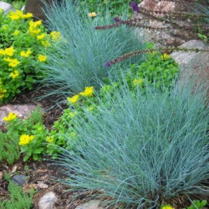 Blue Fescue Grass Plant - Set of 2 Ornamental Grasses 5-7 Inch Tall