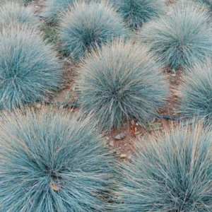 Blue Fescue Grass Plant - Set of 2 Ornamental Grasses 5-7 Inch Tall