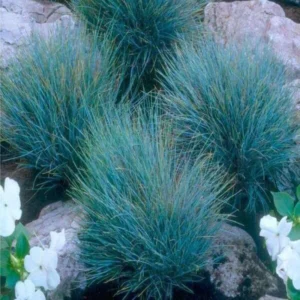 Blue Fescue Grass Plant - Set of 2 Ornamental Grasses 5-7 Inch Tall
