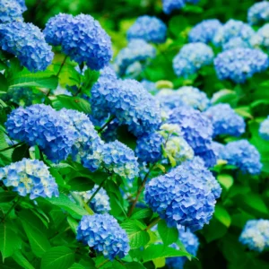 Blue Hydrangea Bushes Live Plant - Well Rooted Flower Shrub 6-10 Inches