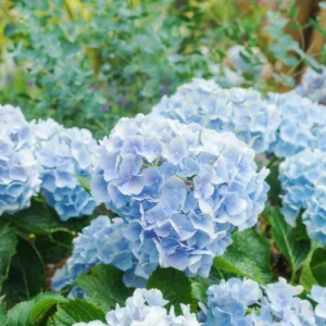 Blue Hydrangea Bushes Live Plant - Well Rooted Flower Shrub 6-10 Inches
