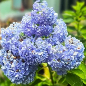Blue Hydrangea Bushes Live Plant - Well Rooted Flower Shrub 6-10 Inches