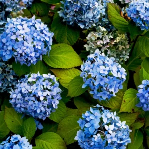 Blue Hydrangea Bushes Live Plant - Well Rooted Flower Shrub 6-10 Inches