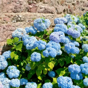 Blue Hydrangea Bushes Live Plant - Well Rooted Flower Shrub 6-10 Inches