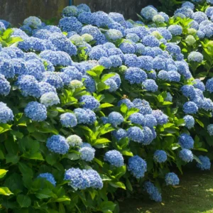 Blue Hydrangea Plant Live Shrub 6-10 Inch Tall Potted