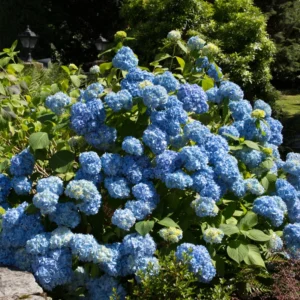 Blue Hydrangea Plant Live Shrub 6-10 Inch Tall Potted