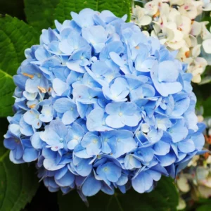 Blue Hydrangea Plant Live Shrub 6-10 Inch Tall Potted