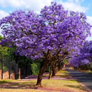 Blue Jacaranda Tree Live Plant 6-8 Inch - Jacaranda Mimosifolia Outdoor Rooted Plant