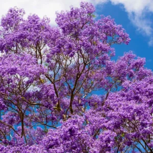 Blue Jacaranda Tree Live Plant 6-8 Inch - Jacaranda Mimosifolia Outdoor Rooted Plant