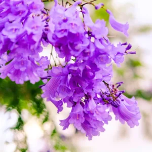 Blue Jacaranda Tree Live Plant 6-8 Inch - Jacaranda Mimosifolia Outdoor Rooted Plant