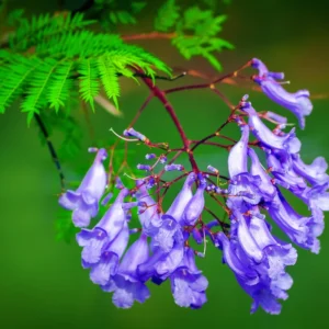 Blue Jacaranda Tree Live Plant 6-8 Inch - Jacaranda Mimosifolia Outdoor Rooted Plant