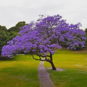 Blue Jacaranda Tree Live Plant 6-8 Inch - Jacaranda Mimosifolia Outdoor Rooted Plant