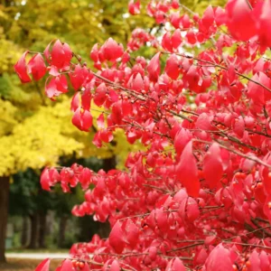 Burning Bush Shrub Dwarf Live Plant 6-10 Inches - Fall Color