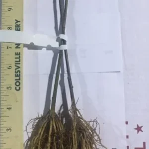 Burning Bush Shrub Dwarf Live Plant 6-10 Inches - Fall Color