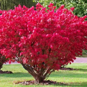 Burning Bush Shrub Dwarf Live Plant 6-10 Inches - Fall Color