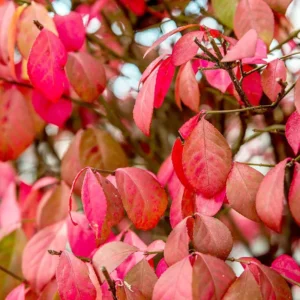 Burning Bush Shrub Dwarf Live Plant 6-10 Inches - Fall Color