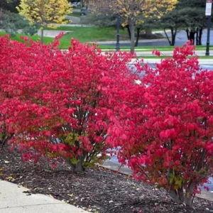 Burning Bush Shrubs - 10 Dwarf Live Plants - 6-10'' Bare Roots - Fall Color