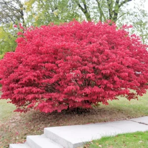 Burning Bush Shrubs - 10 Dwarf Live Plants - 6-10'' Bare Roots - Fall Color