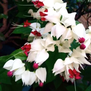 Clerodendrum Bleeding Heart Plant Live Red White Flowers Vine 5-9''