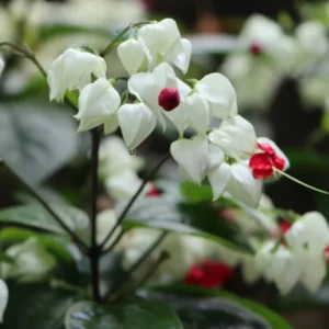 Clerodendrum Bleeding Heart Plant Live Red White Flowers Vine 5-9''