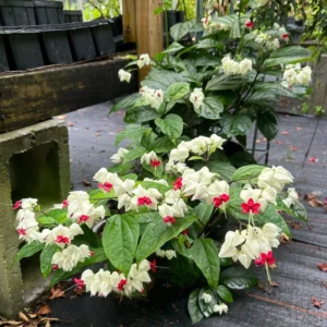 Clerodendrum Bleeding Heart Plant Live Red White Flowers Vine 5-9''