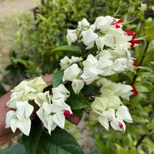 Clerodendrum Bleeding Heart Plant Live Red White Flowers Vine 5-9''