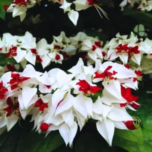 Clerodendrum Bleeding Heart Plant Live Red White Flowers Vine 5-9''