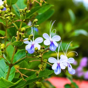 Clerodendrum Blue Butterfly Plant, 4-8'' Perennial Starter Plant