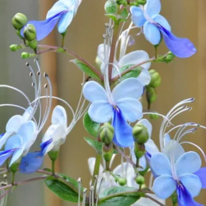 Clerodendrum Blue Butterfly Plant, 4-8'' Perennial Starter Plant