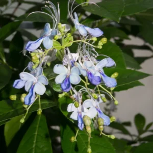Clerodendrum Blue Butterfly Plant, 4-8'' Perennial Starter Plant