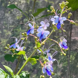 Clerodendrum Blue Butterfly Plant, 4-8'' Perennial Starter Plant