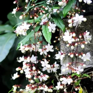 Clerodendrum Wallichii Plant Live - White Chain of Glory Vine 5-9'' Flowering Vine