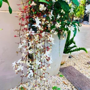 Clerodendrum Wallichii Plant Live - White Chain of Glory Vine 5-9'' Flowering Vine