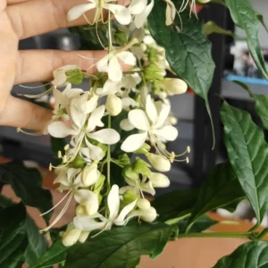 Clerodendrum Wallichii Plant Live - White Chain of Glory Vine 5-9'' Flowering Vine