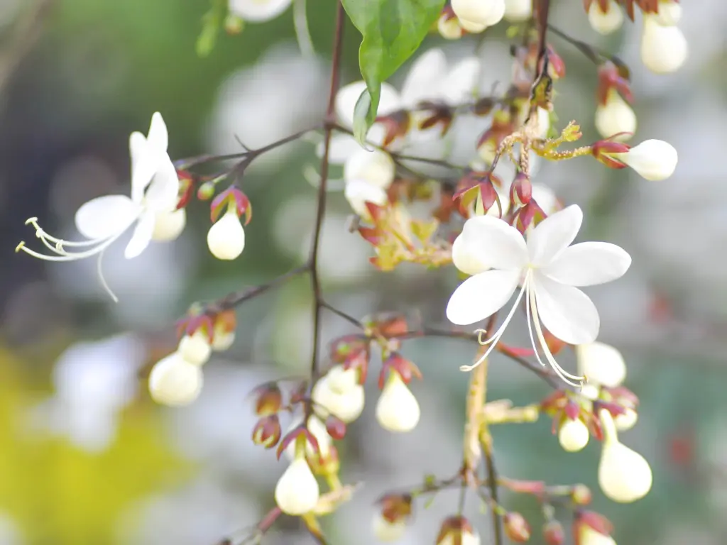 Clerodendrum wallichii flowers