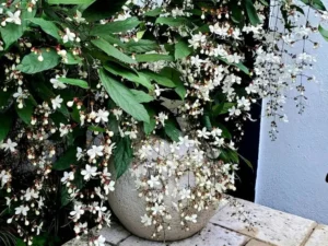 Clerodendrum wallichii plant in pot