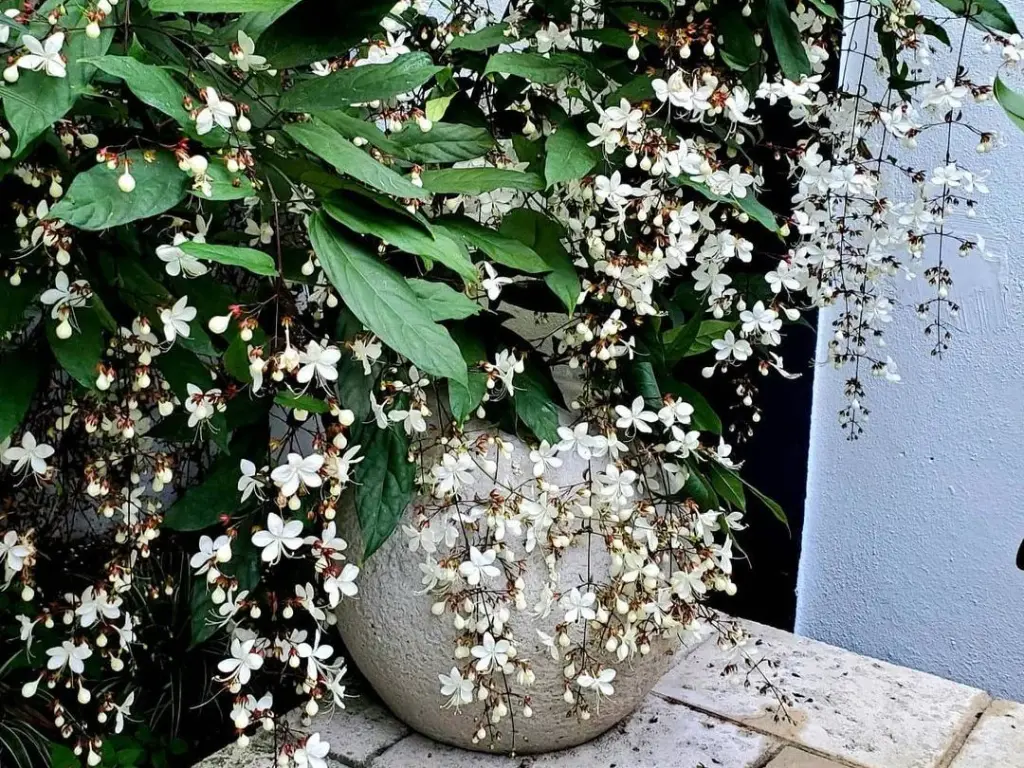 Clerodendrum wallichii plant in pot