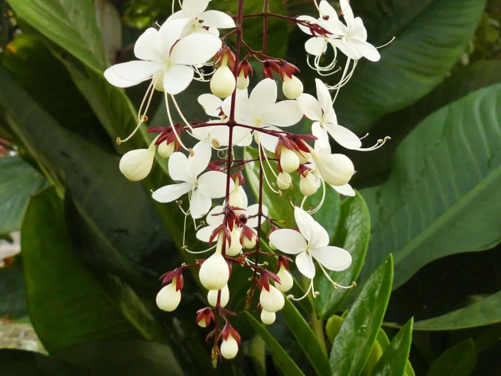 Clerodendrum wallichii